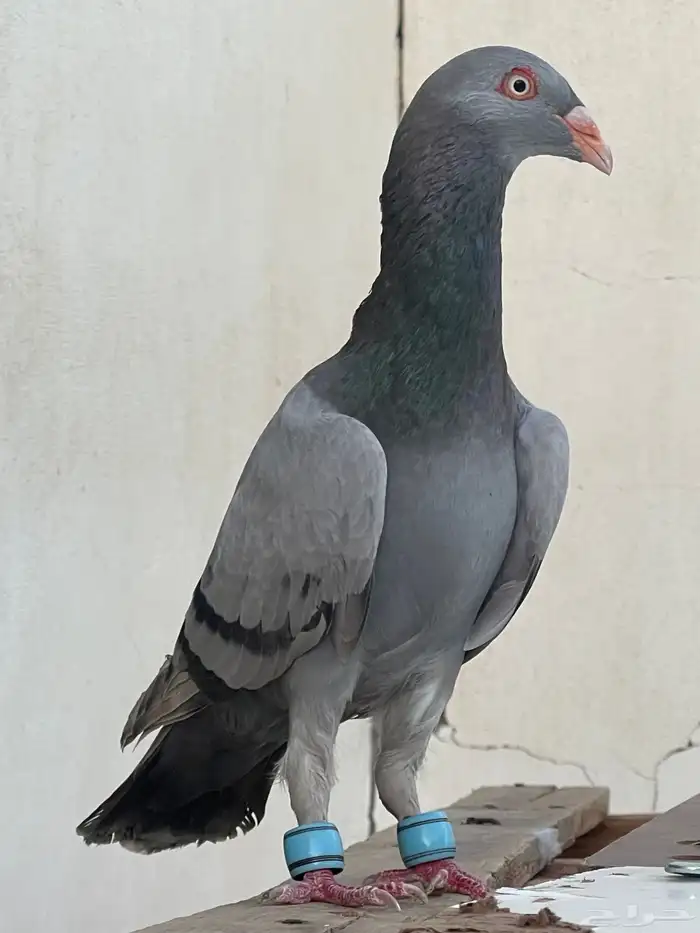 حمام شامي 3
