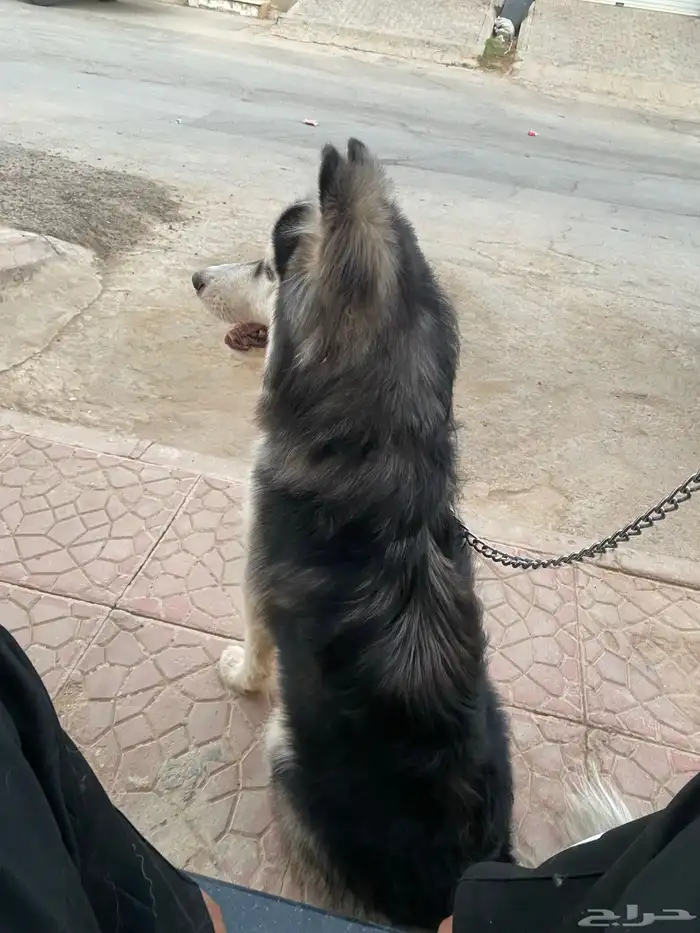 للبيع كلب هاسكي بيور اصيل 2