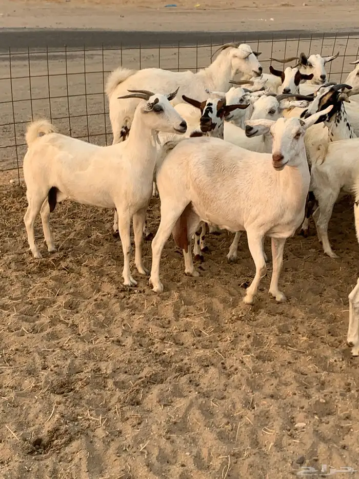 للبيع معزا بيشيات مواليد ودفيع 3