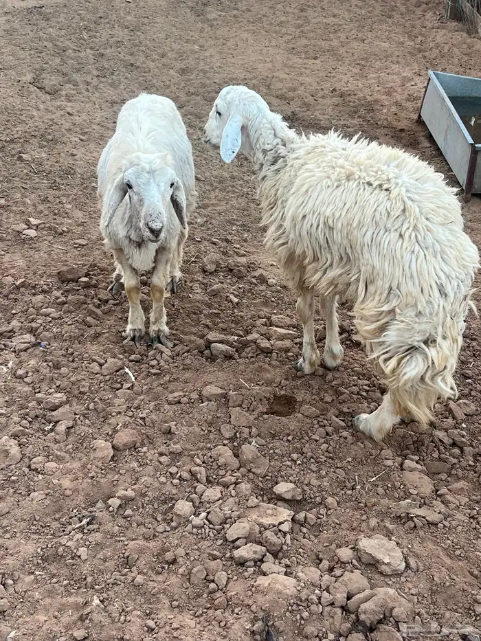 للبيع 3