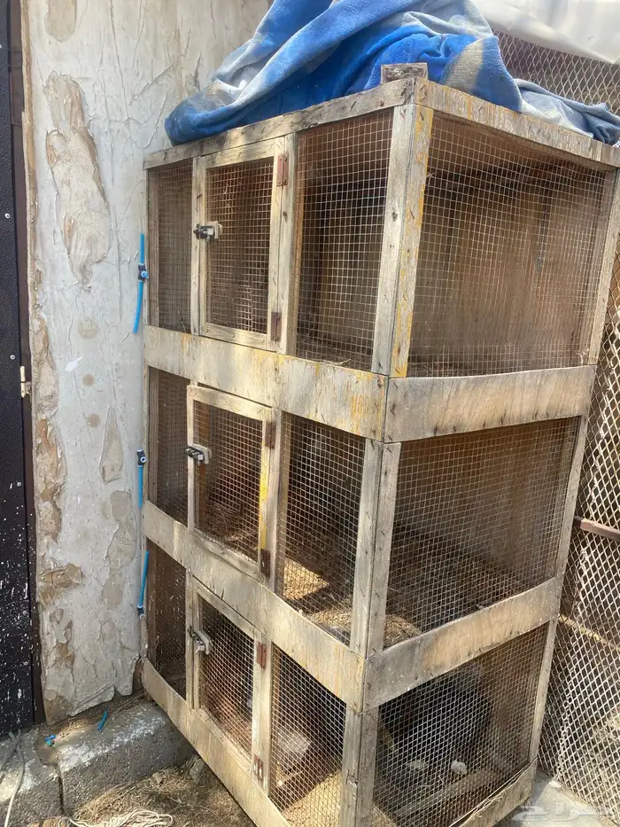 للبيع محكر طيور وبطاريات ارانب 1