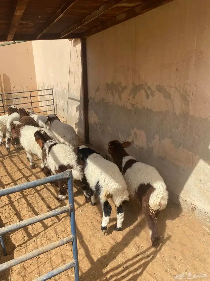 غنم نعيم عيالها ذبايح 4