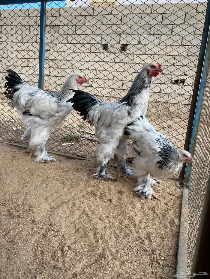 دجاج برهماء كولمبي 1