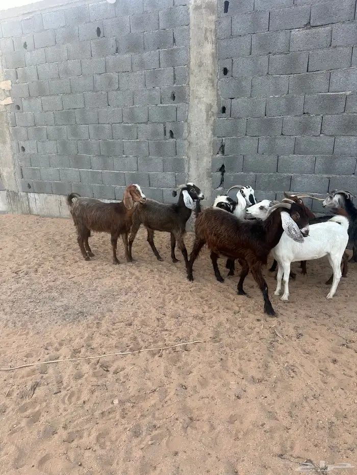معزا 5