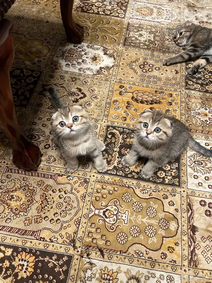 سكوتش فولد كيتن 3