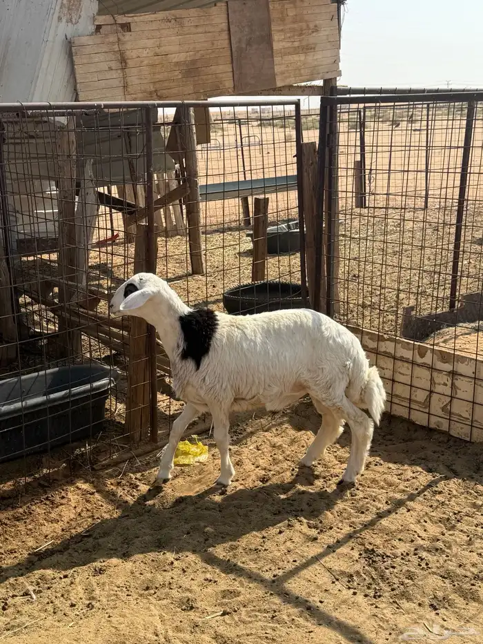 خروف طيب ونظيف 2