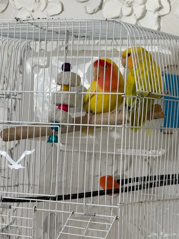 ببغاء روز زوج 0