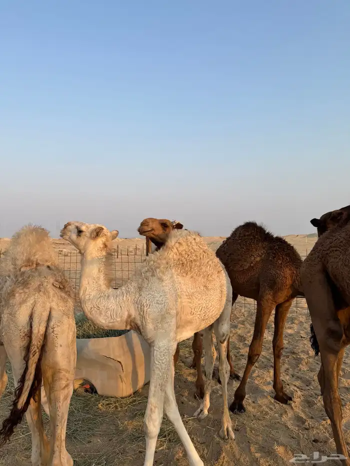 حشو وضح ومجاهيم جمله وتفريد 2