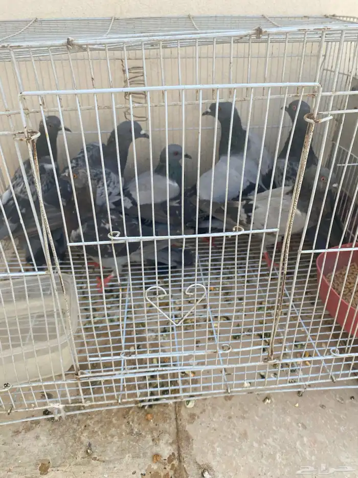 للبيع حمام سوادي 0