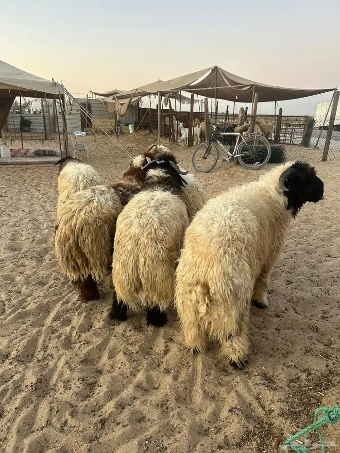 نعيم جبر كناور ونعيم وسط وهرافي وحريات مناسبات وثلاجه كفو 1