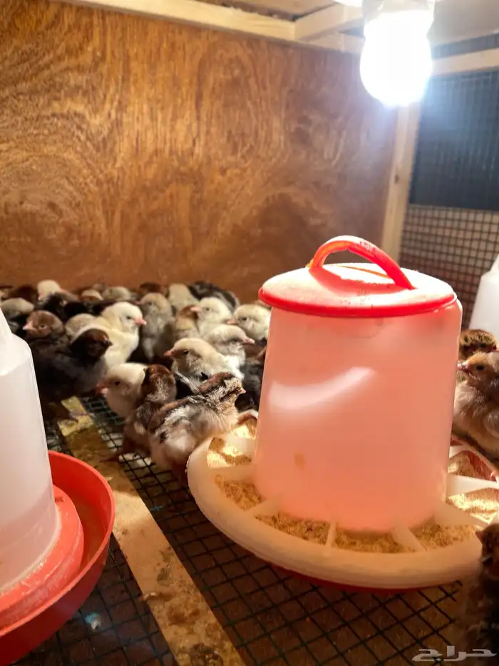 فروخ دجاج مشكل 2