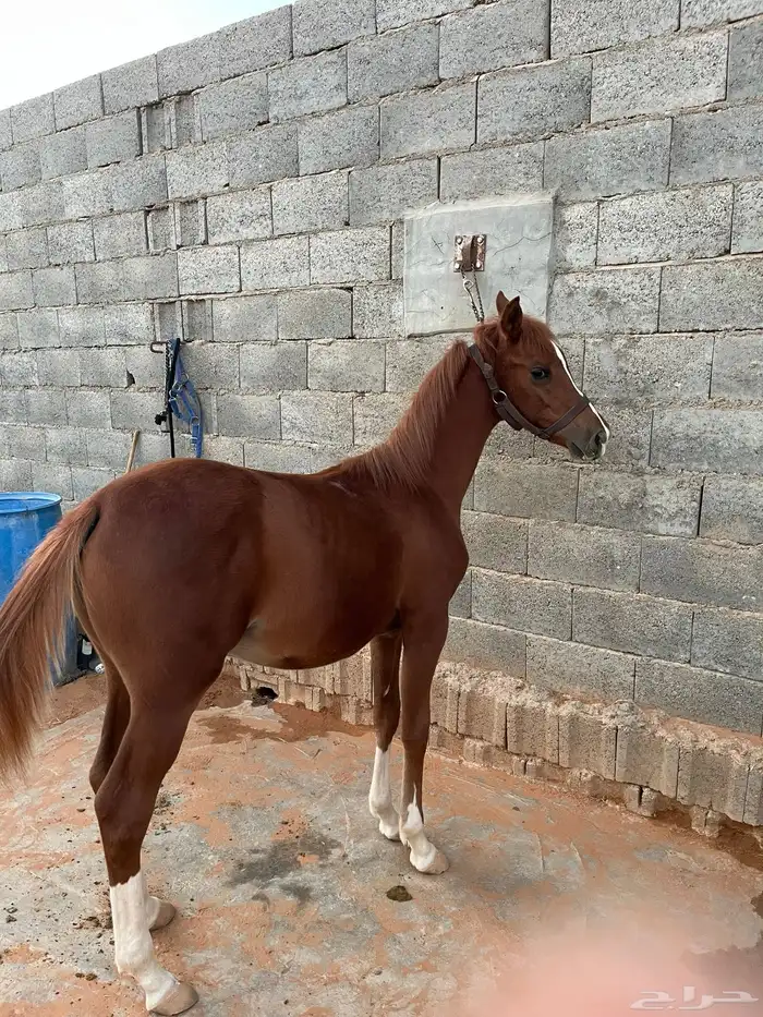 مهر شعبي 0
