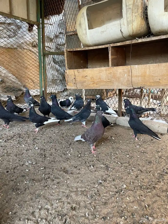 حمام قطيفي 4