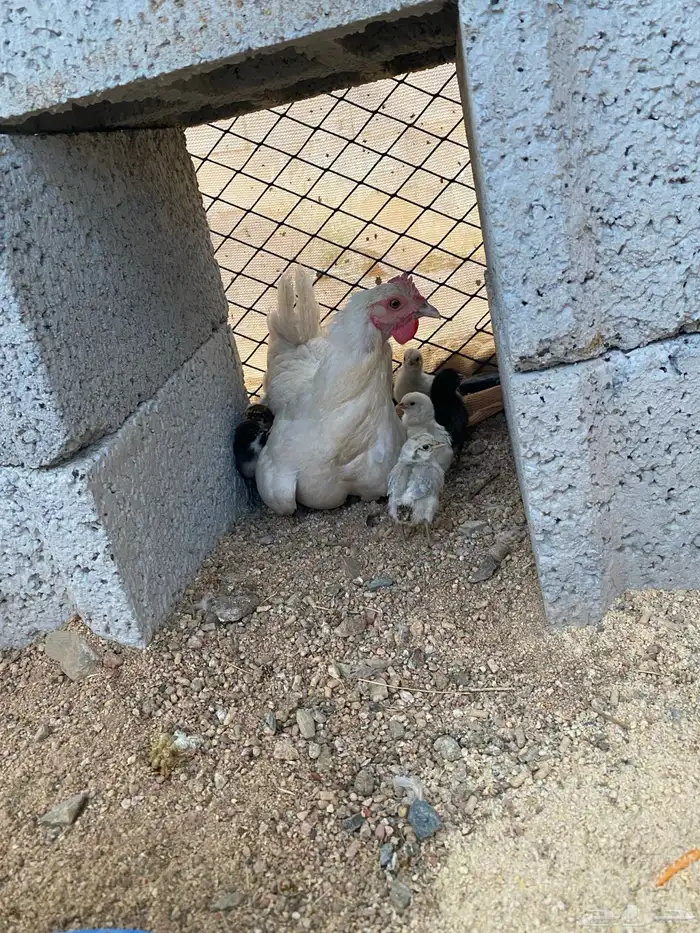 دجاج فيومي المنيو مفرخه 2