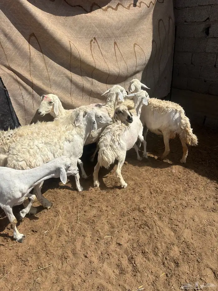 حريات 4
