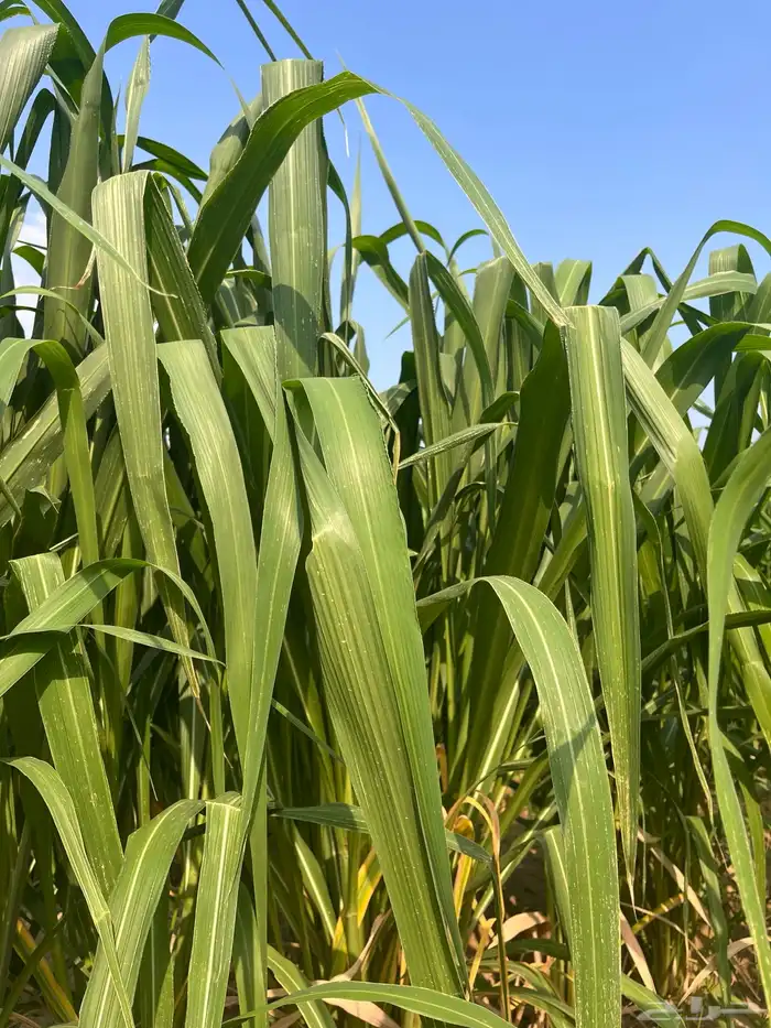 علف بونيكام الحزمة بريال ونص فقط 1