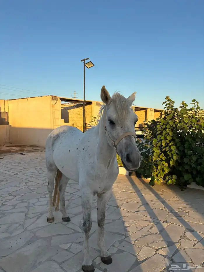 حصان 4