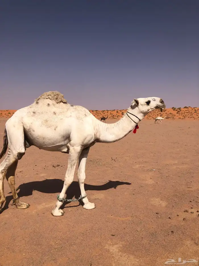 للبيع قعود فحل باتلي 0