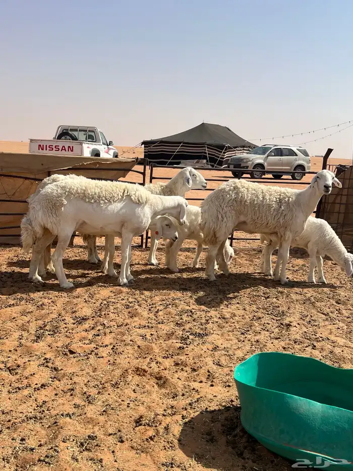 حريات 3 جذعات ورباع((تم البيع خارج الموقع)) 1