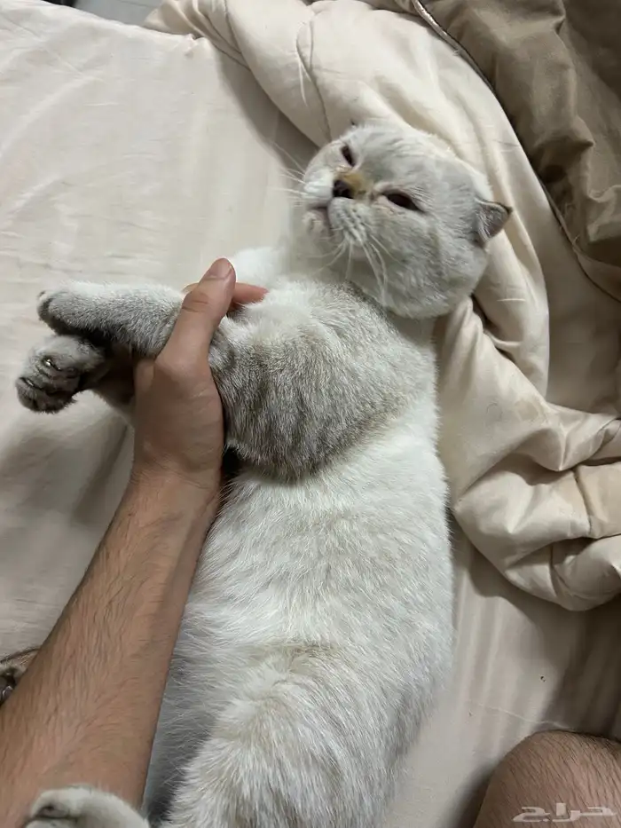 قطط للتبني 1