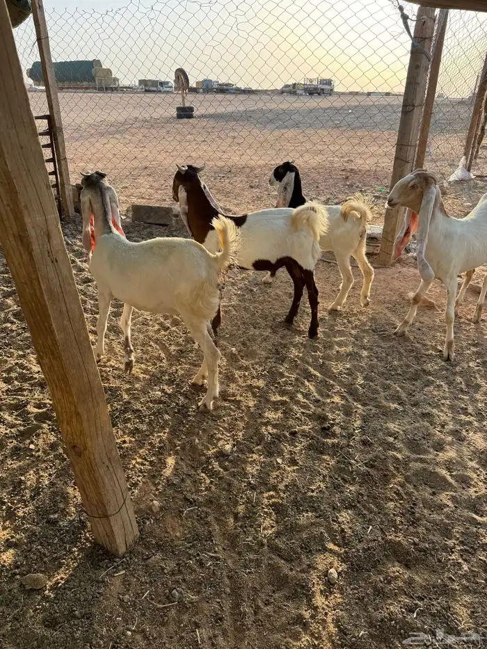 جذعات هولنديه طيبه 3