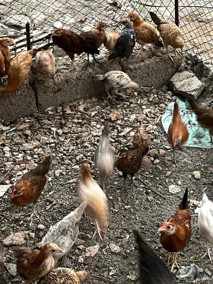 دجاج 2