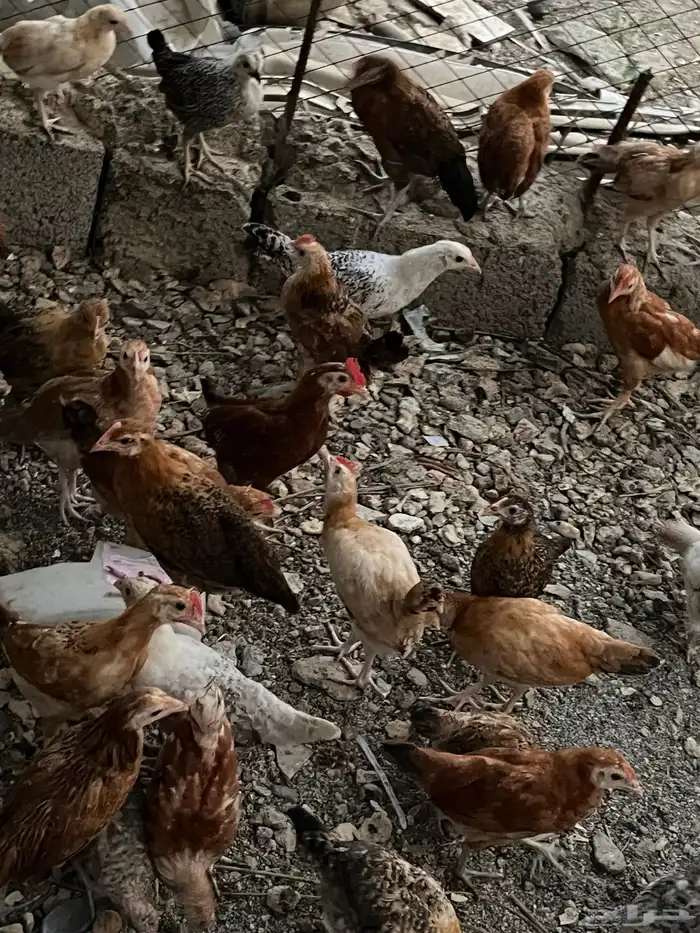 دجاج 3