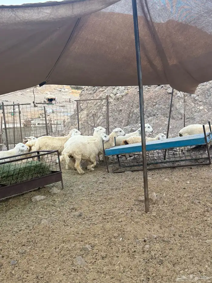 خرفان حريات ذبايح 1