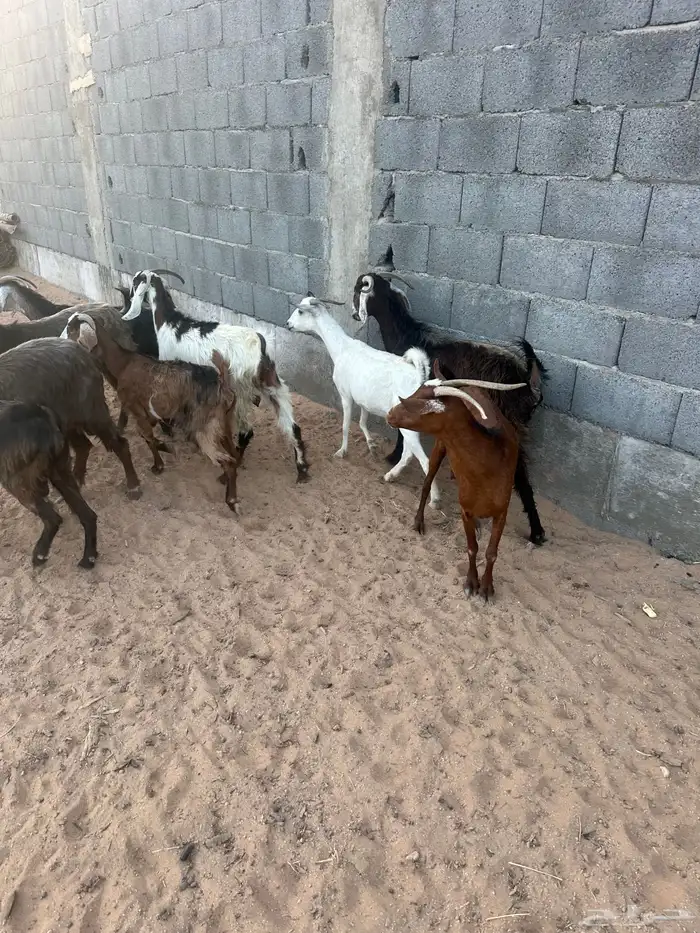 معزا 4