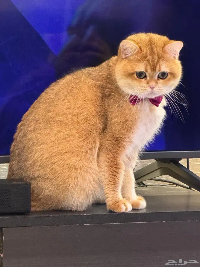 قط للتزاوج سكوتش مسجل 7