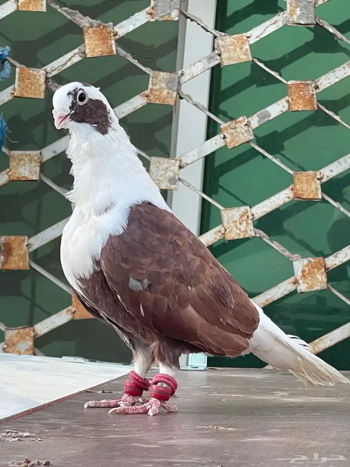 حمام شامي 0