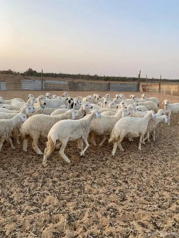 لبيع حريات عدد 55 راس 2