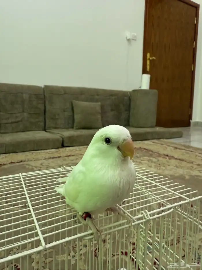 فرخ روز البينو عيون حمرا 3