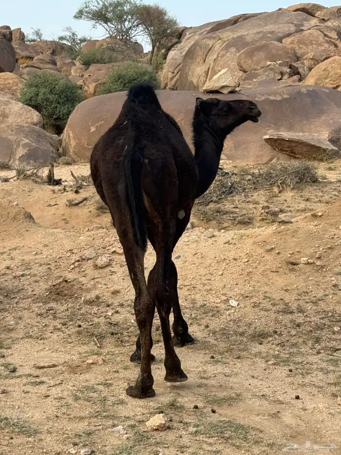 بكره مجهم للبيع 1