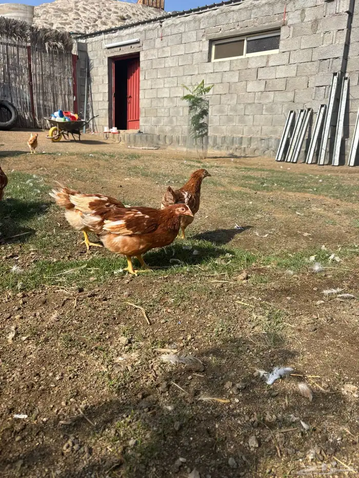 صوص لوهمان البني الفاخر 0