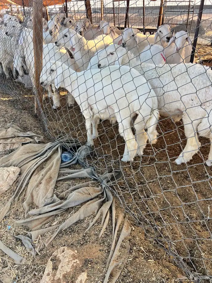 ذبايح ذبيحه ذبائح 2