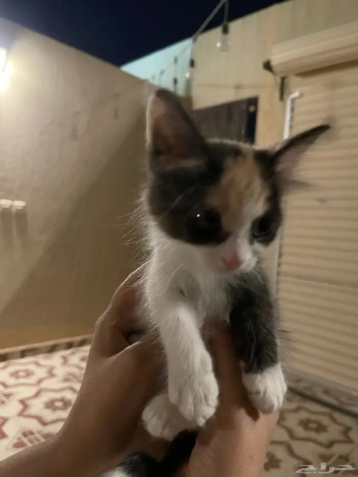 قطه لتبني 2