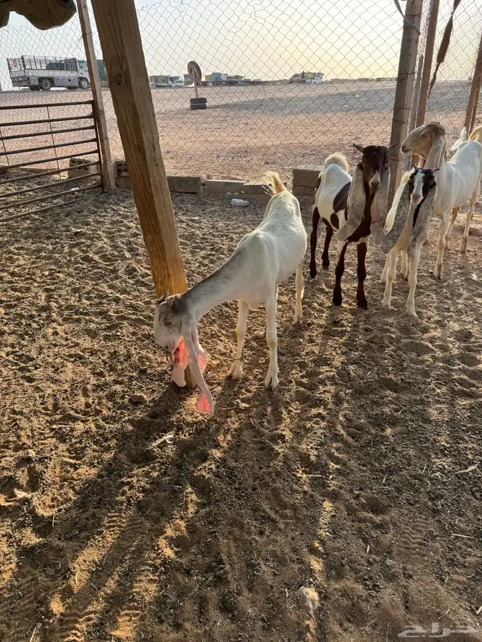 جذعات هولنديه طيبه 2