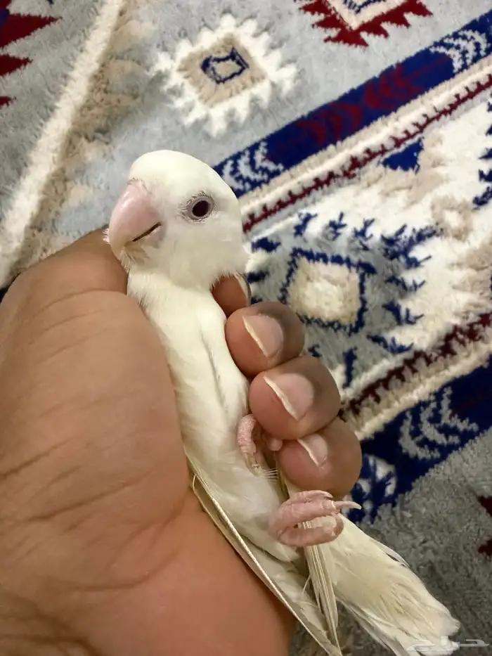 ذكر روز البينو أليف 4