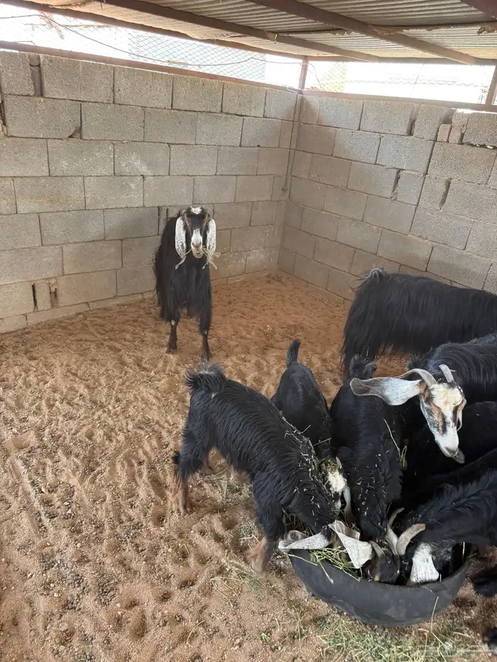 معزا 7معها 7 وفيها مضاريع وحده دافع عيالها ذبايح 2