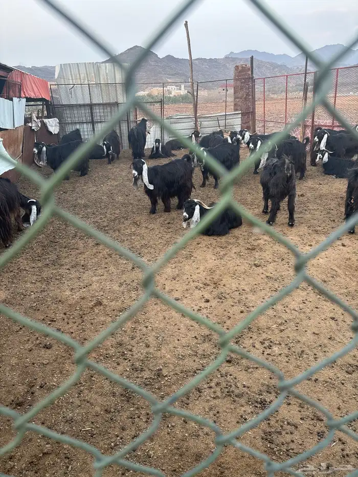 مدركه رهاط 0