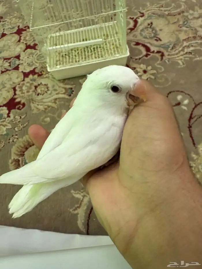 فرخ روز البينو عيون حمرا 4