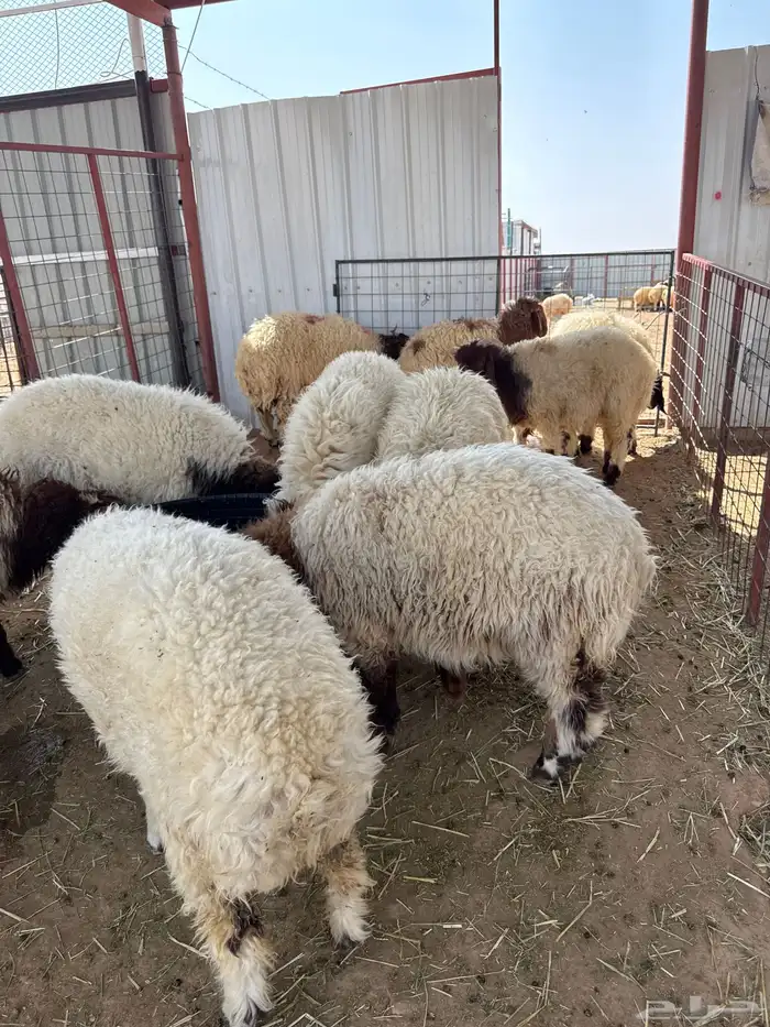 هرافي طيبه 0