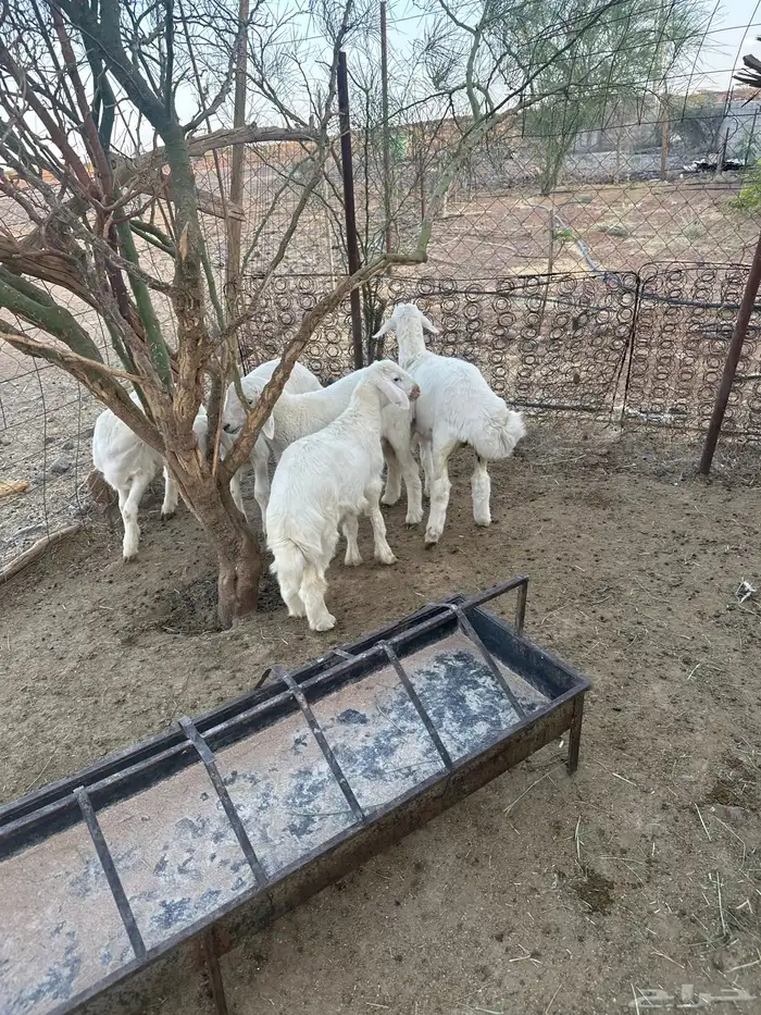 طليان نظيفه وشعره شي فاخر 1