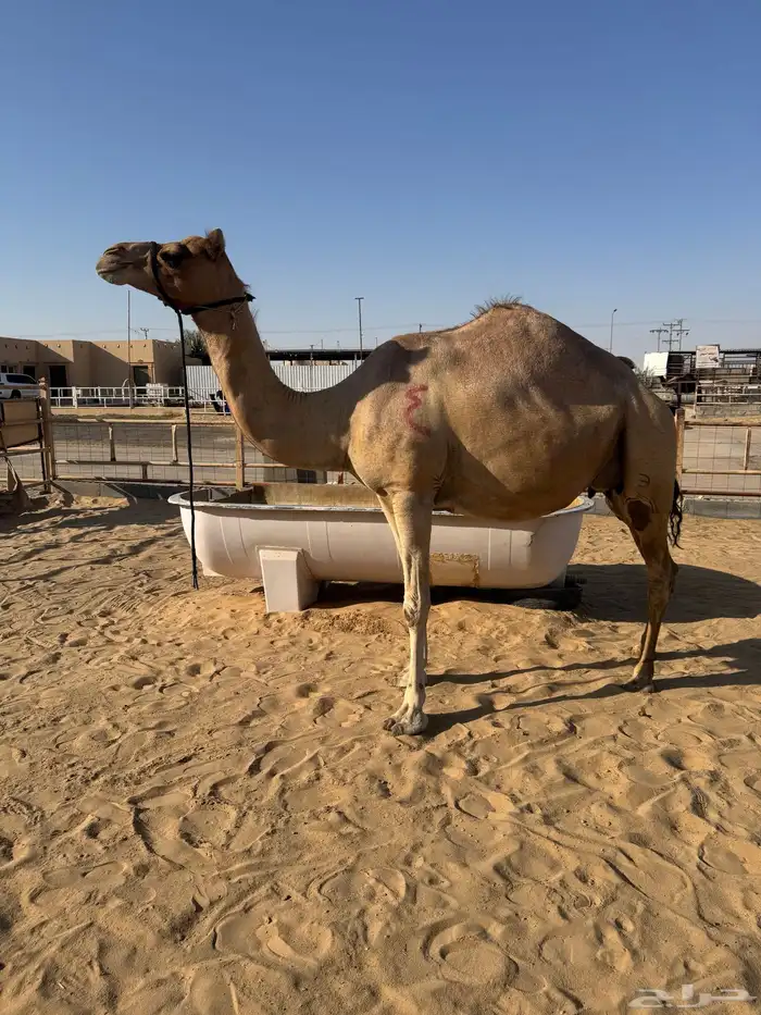 لقحه امها مهجنه 0