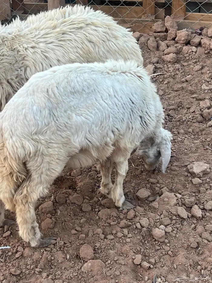 للبيع 1