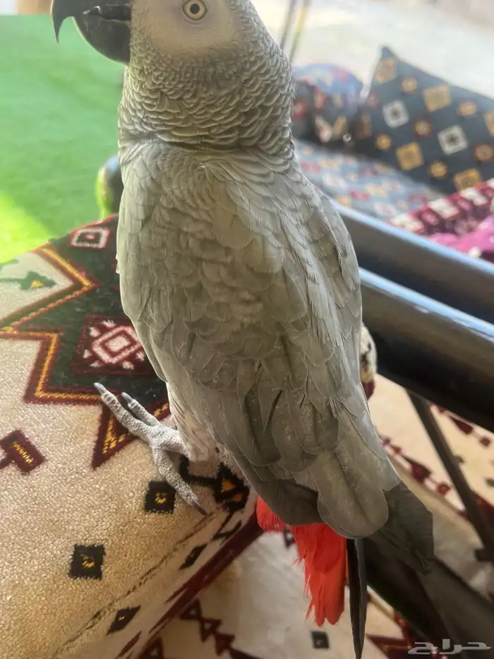 كاسكو افريقي صافي 9