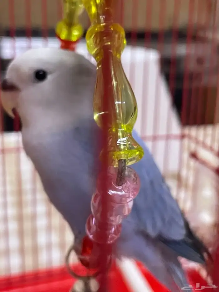 ببغاء روز عمر شهرين نهاية غر 0