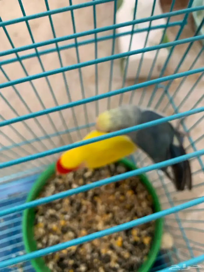 جوز كروان وجوز بادجي منتج 3
