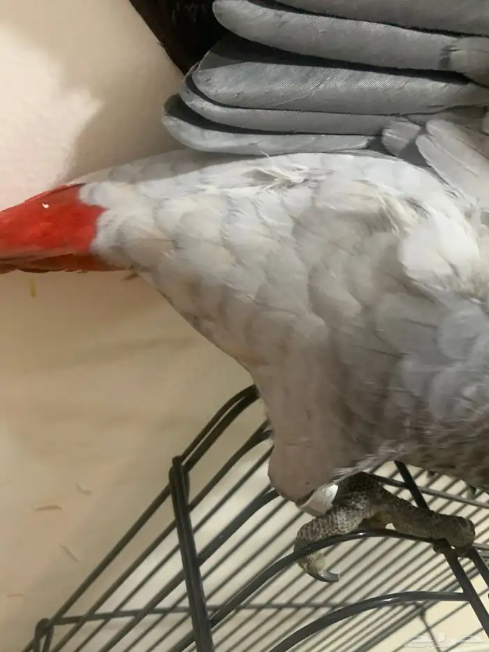 للبيع. فروخ كاسكو. 9